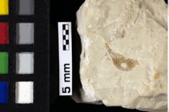 Foto (Detailansicht) von Decapoda indet. (NHMW-GEO-1990-0041-0005a)